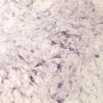 Sortilin Antibody in Immunohistochemistry (IHC)