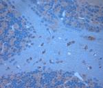 Syntaxin6 Antibody in Immunohistochemistry (Paraffin) (IHC (P))