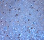 Syntaxin6 Antibody in Immunohistochemistry (Paraffin) (IHC (P))