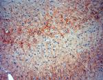 Synaptotagmin 2 Antibody in Immunohistochemistry (Paraffin) (IHC (P))