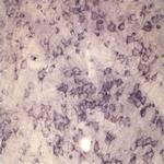 Sortilin Antibody in Immunohistochemistry (IHC)