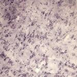 Sortilin Antibody in Immunohistochemistry (IHC)