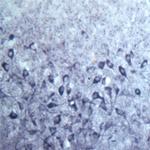 SEC22B Antibody in Immunohistochemistry (IHC)