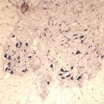 SEC22B Antibody in Immunohistochemistry (IHC)