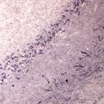 SEC22B Antibody in Immunohistochemistry (IHC)