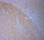 SNIP Antibody in Immunohistochemistry (Paraffin) (IHC (P))