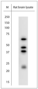 SUMO1 Antibody in Western Blot (WB)