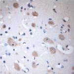 Syntaxin 3 Antibody in Immunohistochemistry (Paraffin) (IHC (P))