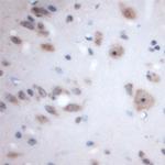 Syntaxin 3 Antibody in Immunohistochemistry (Paraffin) (IHC (P))