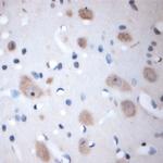 Syntaxin 3 Antibody in Immunohistochemistry (Paraffin) (IHC (P))