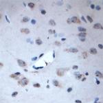 Syntaxin 3 Antibody in Immunohistochemistry (Paraffin) (IHC (P))