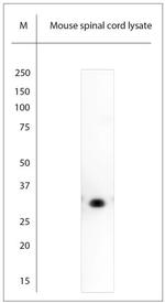 Syntaxin 3 Antibody in Western Blot (WB)