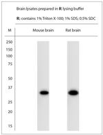 Syntaxin4 Antibody in Western Blot (WB)