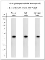 Syntaxin 5 Antibody in Western Blot (WB)