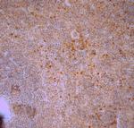 5HT1B R Antibody in Immunohistochemistry (Paraffin) (IHC (P))