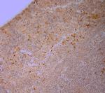 5HT1B R Antibody in Immunohistochemistry (Paraffin) (IHC (P))