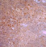 5HT1B R Antibody in Immunohistochemistry (Paraffin) (IHC (P))