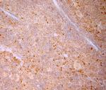 5HT1B R Antibody in Immunohistochemistry (Paraffin) (IHC (P))