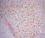 5HT1D R Antibody in Immunohistochemistry (Paraffin) (IHC (P))