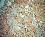 5HT1D R Antibody in Immunohistochemistry (Paraffin) (IHC (P))