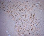 5HT1D R Antibody in Immunohistochemistry (Paraffin) (IHC (P))