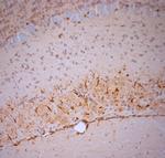 5HT1D R Antibody in Immunohistochemistry (Paraffin) (IHC (P))