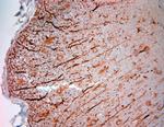 5HT1D R Antibody in Immunohistochemistry (Paraffin) (IHC (P))