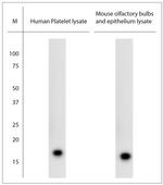 SOD1 Antibody in Western Blot (WB)