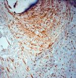 SRD5A2 Antibody in Immunohistochemistry (Paraffin) (IHC (P))