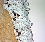 SLC4A1 Antibody in Immunohistochemistry (Paraffin) (IHC (P))