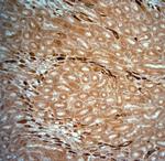 SLC30A5 Antibody in Immunohistochemistry (Paraffin) (IHC (P))