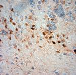 SLC30A5 Antibody in Immunohistochemistry (Paraffin) (IHC (P))