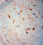 SLC30A5 Antibody in Immunohistochemistry (Paraffin) (IHC (P))