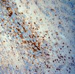 SLC30A5 Antibody in Immunohistochemistry (Paraffin) (IHC (P))