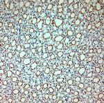 SLC30A5 Antibody in Immunohistochemistry (Paraffin) (IHC (P))