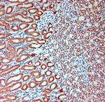 SLC30A5 Antibody in Immunohistochemistry (Paraffin) (IHC (P))