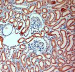 SLC30A5 Antibody in Immunohistochemistry (Paraffin) (IHC (P))