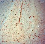 SLC30A5 Antibody in Immunohistochemistry (Paraffin) (IHC (P))