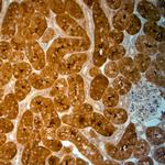 SLC30A5 Antibody in Immunohistochemistry (Paraffin) (IHC (P))