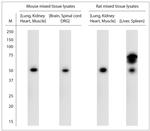 SLC30A5 Antibody in Western Blot (WB)