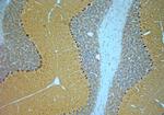 STXB1 Antibody in Immunohistochemistry (Paraffin) (IHC (P))