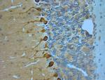 STXB1 Antibody in Immunohistochemistry (Paraffin) (IHC (P))