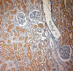 SLC17A3 Antibody in Immunohistochemistry (Paraffin) (IHC (P))