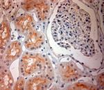 SLC17A3 Antibody in Immunohistochemistry (Paraffin) (IHC (P))