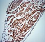 5HT4 R Antibody in Immunohistochemistry (Paraffin) (IHC (P))