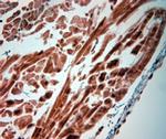 5HT4 R Antibody in Immunohistochemistry (Paraffin) (IHC (P))