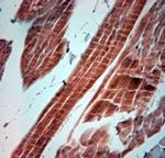 5HT4 R Antibody in Immunohistochemistry (Paraffin) (IHC (P))