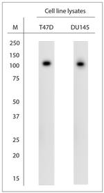 SCP1 Antibody in Western Blot (WB)