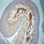 ISCA2 Antibody in Immunohistochemistry (Paraffin) (IHC (P))