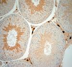 ISCA2 Antibody in Immunohistochemistry (Paraffin) (IHC (P))